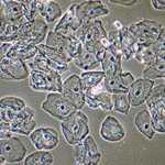 Houtoven pizza amsterdam noord coffeeshop